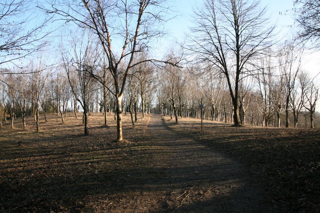 IMG_7330.JPG