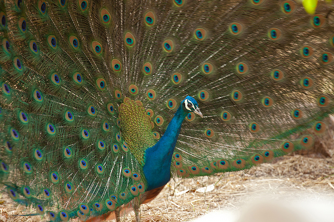 2011-01-08 11-54-09 IMG 6287