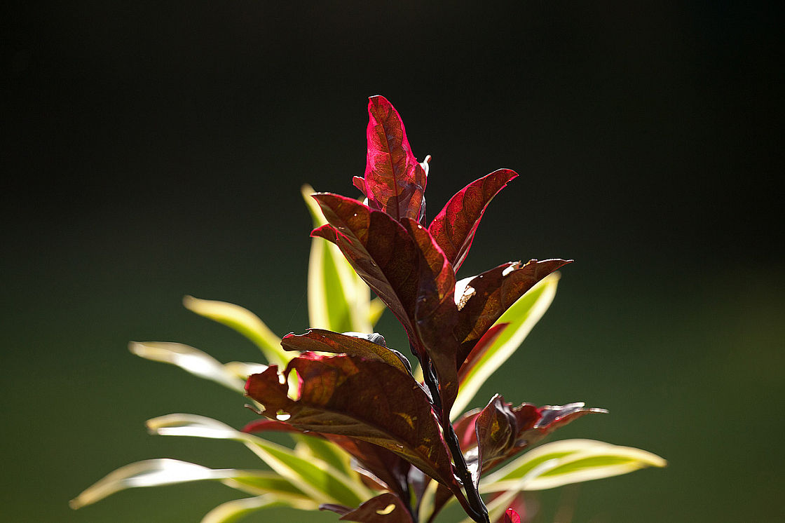 2011-01-03 09-01-22 IMG 3774