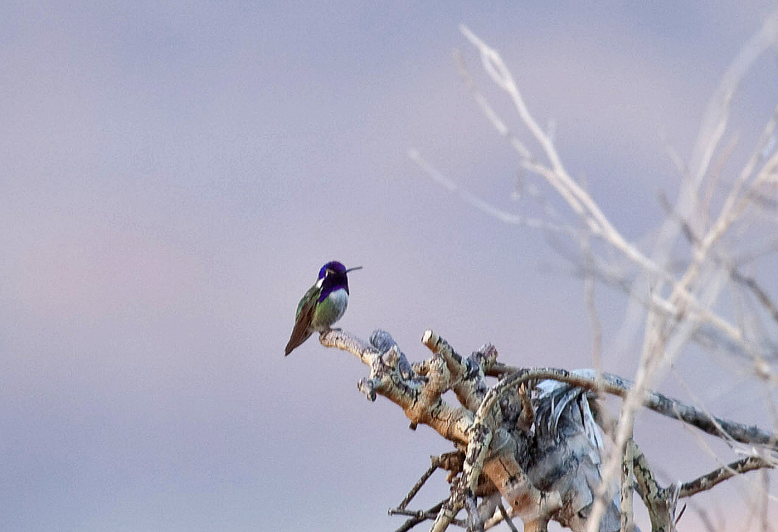Costa's Hummingbird