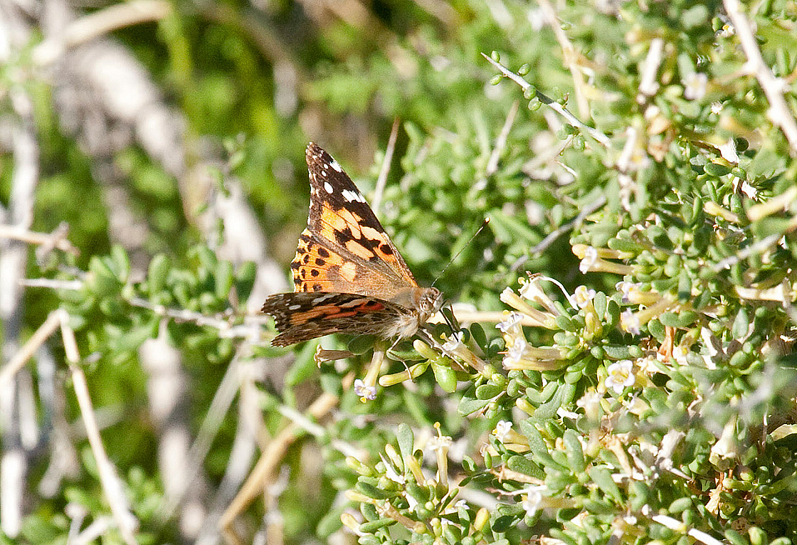 Painted Lady