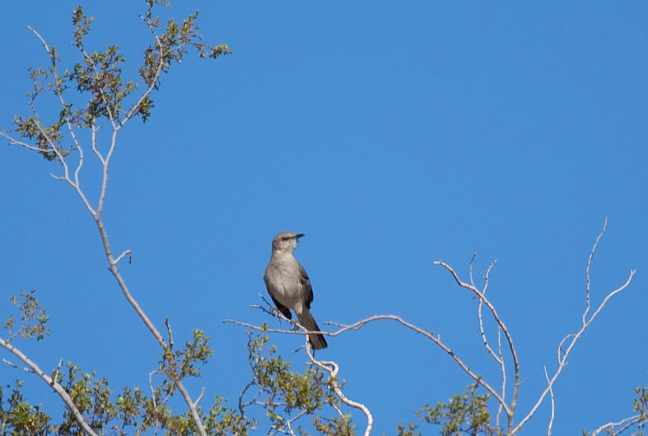 Northern Mockingbird