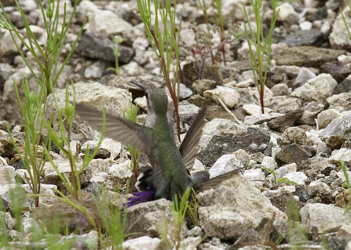 Costa's Hummingbird