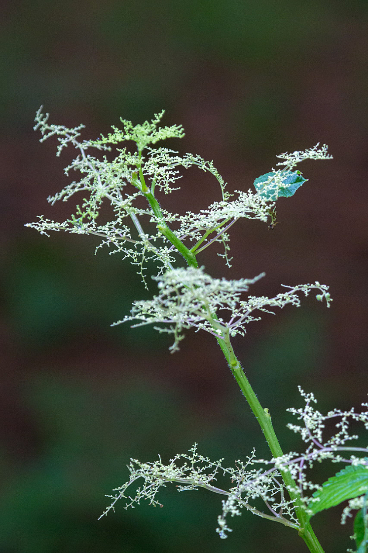 20130809161554 28856