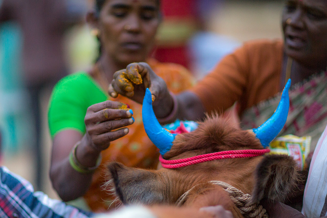 06 pongal 20140117181752 42758
