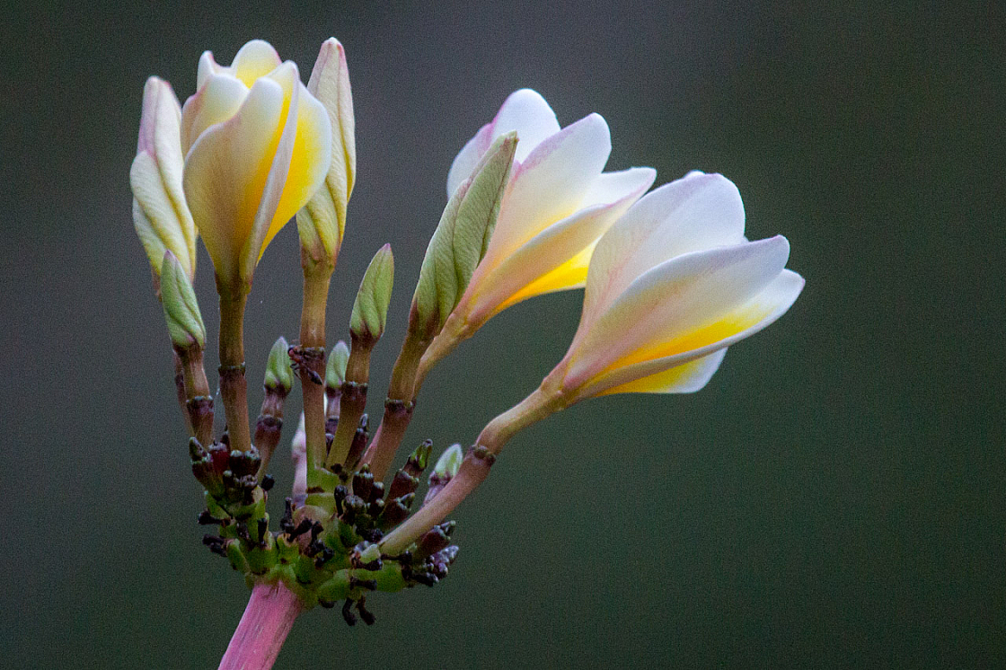 09 nature 20140106175619 37987