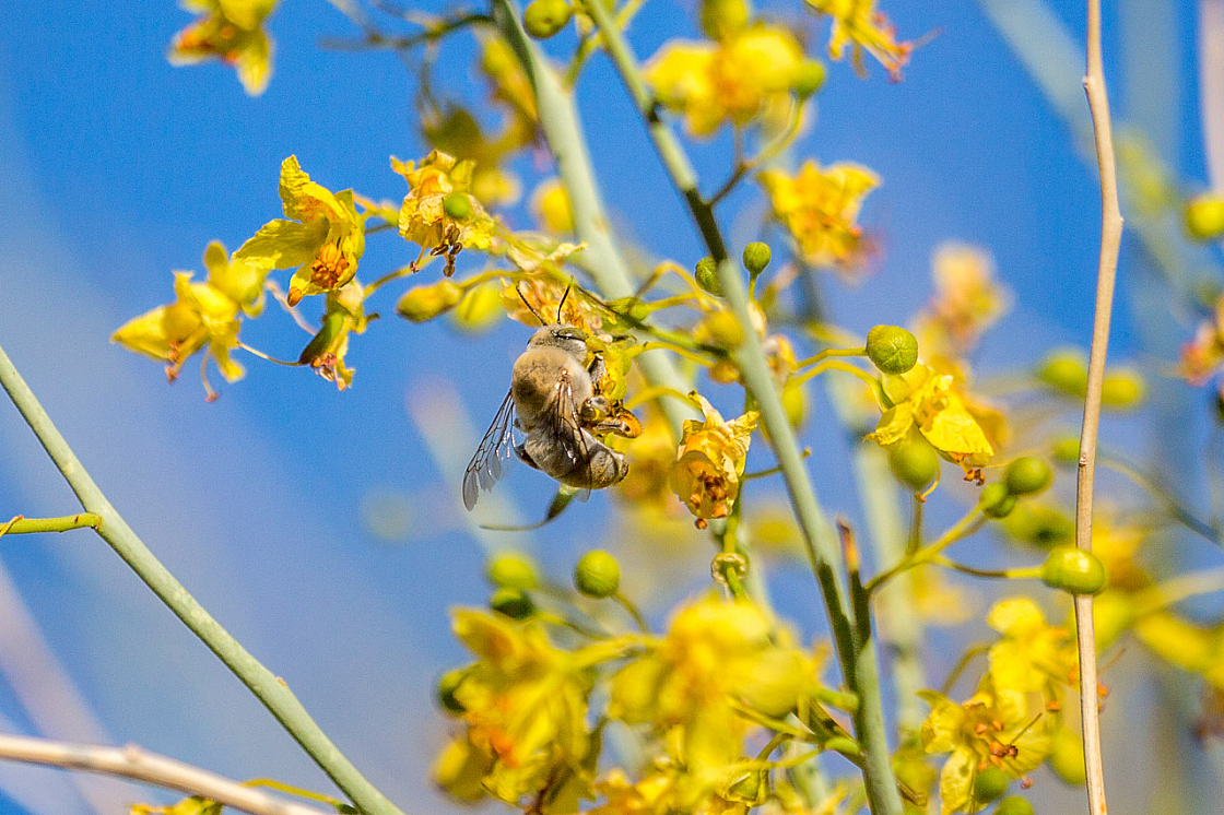 20150414075224 93321