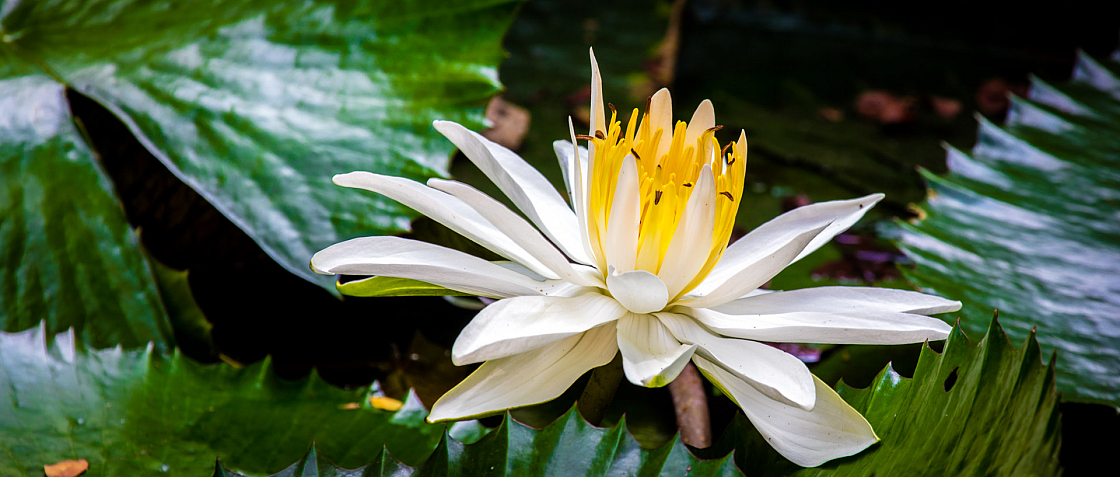 D flower01 20160108111859 011726