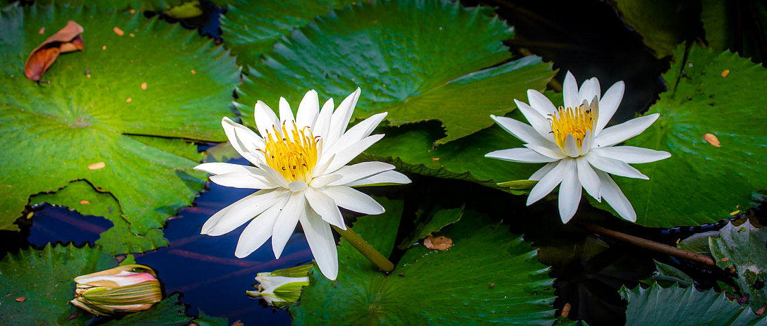 D flower04 20160108111942 011742