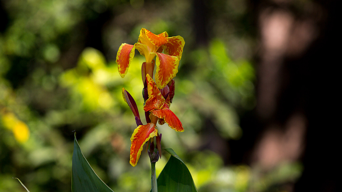 D flower10 20160116144321 105193