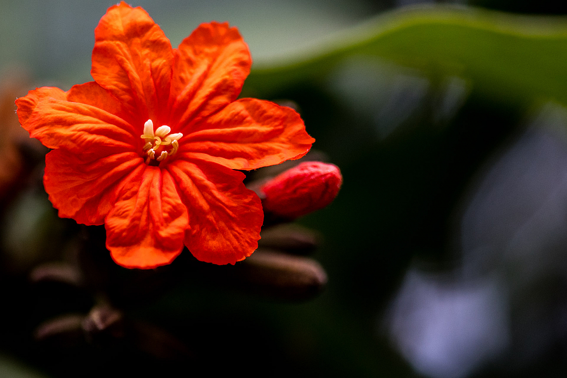 D flower14 20160120171749 013832