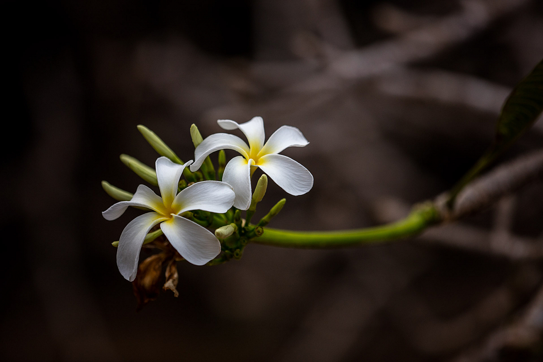 D flower15 20160120171947 013838