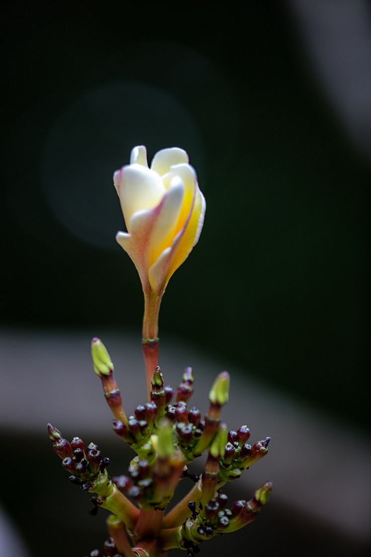 D flower17 20160120172207 013868