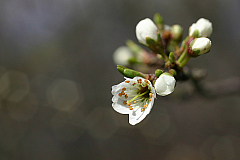 Frühling / Spring 2005