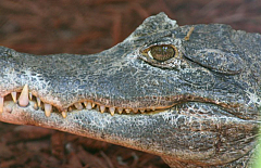 Billie Swamp Safari, Everglades