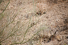IMG_8265