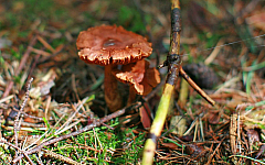 IMG_8287