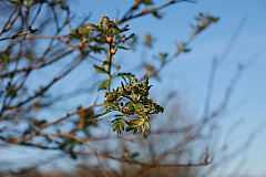 IMG_8742.JPG