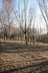 IMG_7331.JPG
