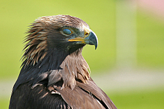 Flugschau
