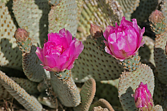 IMG_9798.jpg