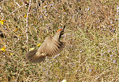 IMG_9385.jpg