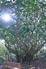 IMG_1575.jpg
