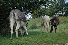 DSC 3260