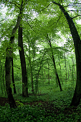 IMG 7362