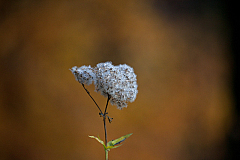 IMG 8872