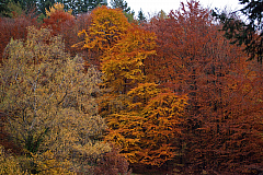IMG 8975