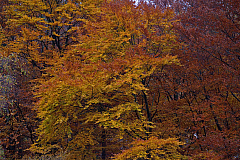 IMG 8985
