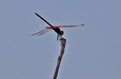 Okavango Delta