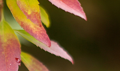 Herbst