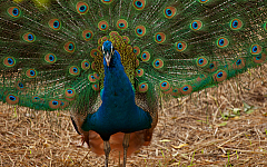 2011-01-08 11-52-51 IMG 6252