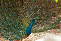 2011-01-08 11-54-09 IMG 6287