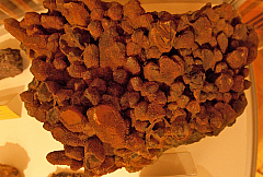 IMG 4519