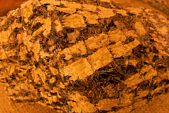 IMG 4559
