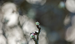 Frühjahr - 2010 - Spring