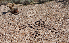 Sonoran Desert