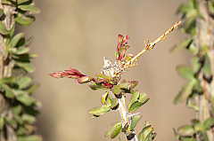 Ocotillo
