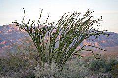 Ocotillo