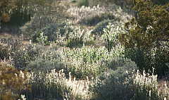 Scalloped Phacelia