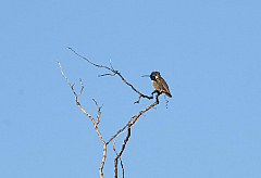 Costa's Hummingbird