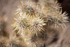 Teddybear Cholla