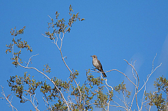 Northern Mockingbird