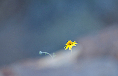 Brittlebush