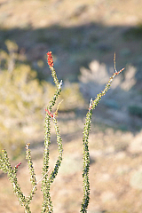 Ocotillo