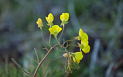 Desert Primrose
