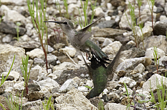 Hummingbirds mating